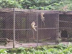 -海南热带野生动植物园