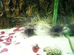 -北戴河圣蓝海洋公园