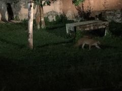 -清迈夜间动物园