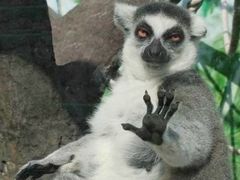 -PAWTOY爪e玩偶店(天兴罗斯福店)