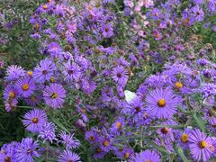 -长春公园(普阳街道)