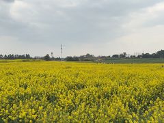-三圣花乡旅游区