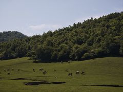 -关山草原