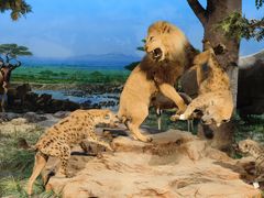 -国家自然博物馆