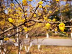-白塘生态植物园