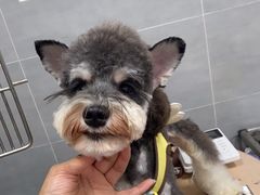 -宠福鑫康馨动物医院·骨科·眼科