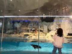 -帝企鹅自助餐厅•儿童岛•真企鹅(长隆企鹅酒店)