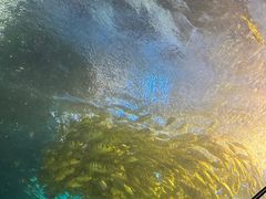 -太平洋海底世界