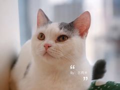 -Heymao猫咖.咖啡厅(东门店)