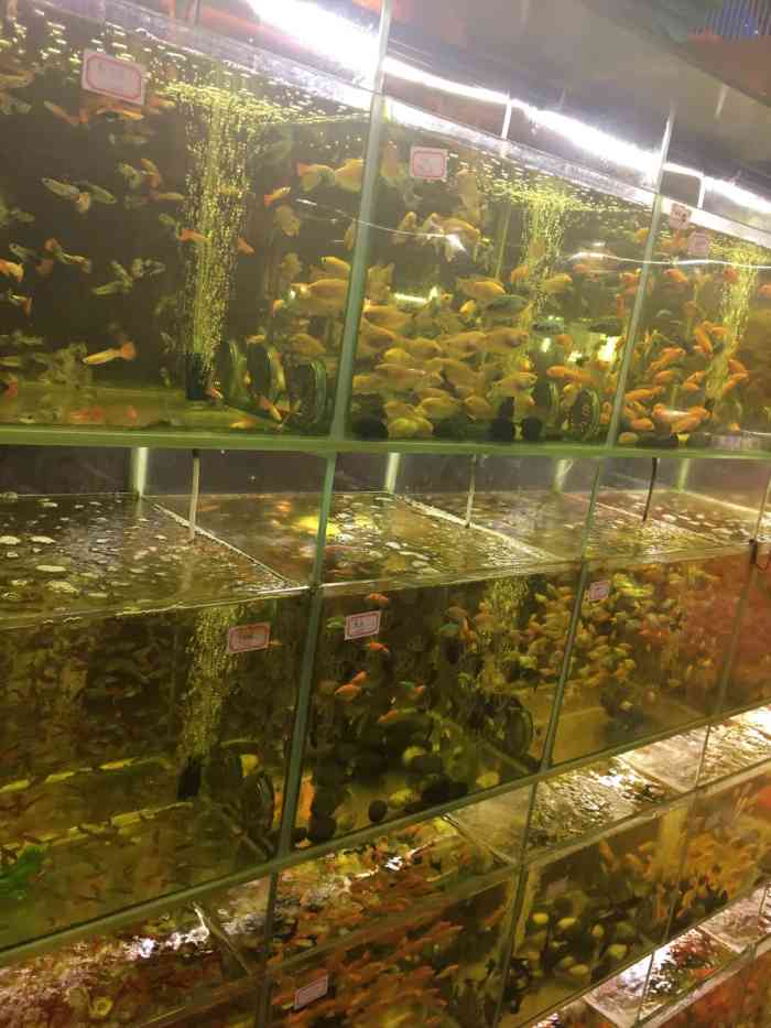 佳宝水族馆-"【项目】宠物售卖 | 宠物用品这个店很."-大众点评移动版