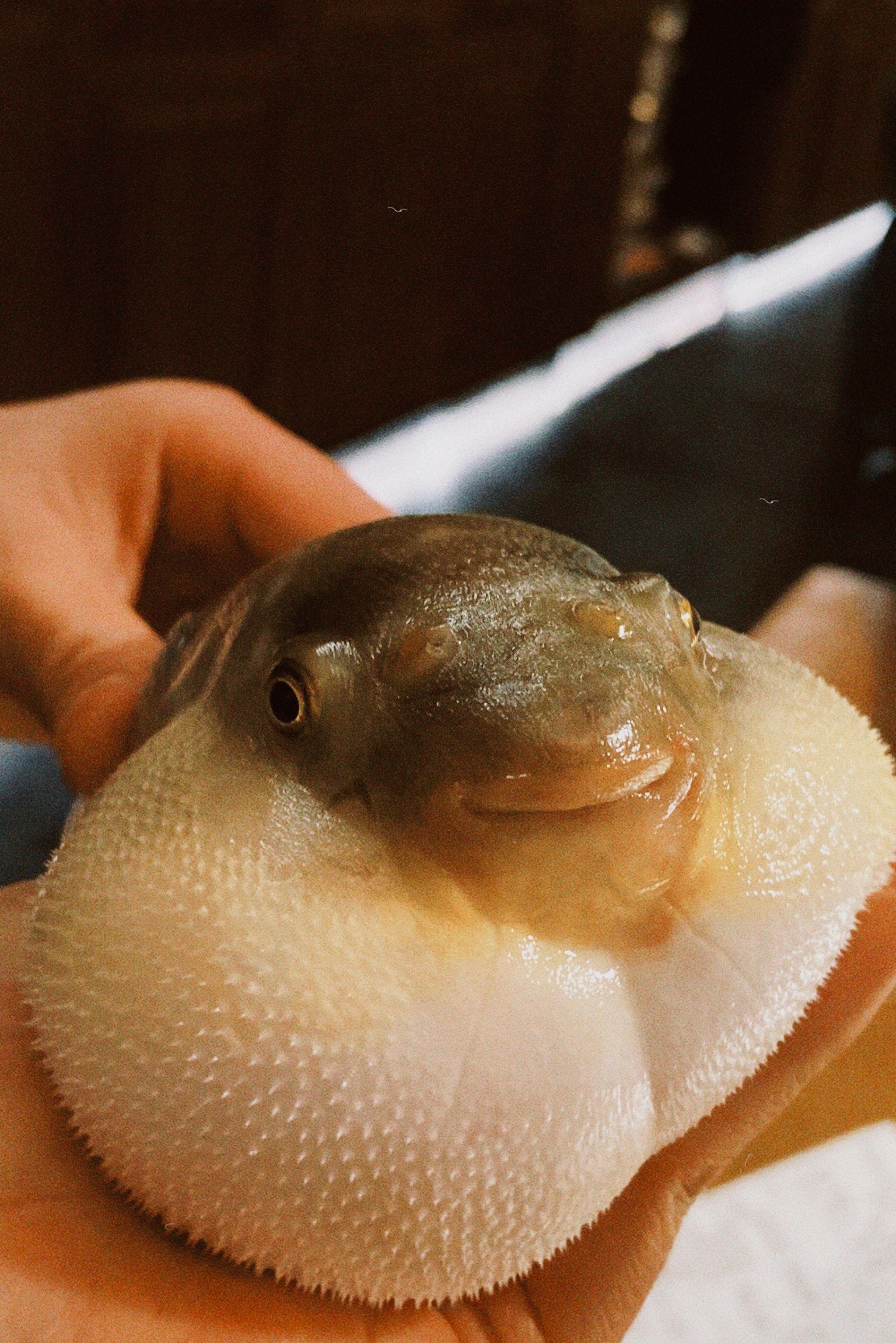 河豚有毒为什么还吃