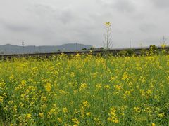 -光明小镇欢乐田园