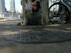 -达爱动物医院·犬猫分区·CT·复杂眼科(远洋山水分院)