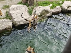 -上海野生动物园