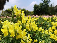 -广东花都香草世界旅游度假区