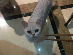 -猫色咖啡·猫咖