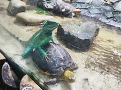 -上海大自然野生昆虫馆(东方明珠·爬宠昆虫探索中心)