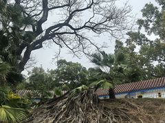 -九龙公园