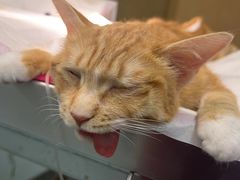-艾贝尔宠物医院·24H转诊中心·肿瘤猫专科(江宁双龙店)