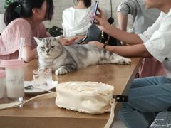 -平行世界·猫咖(首经贸店)