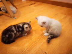 -猫咪派对(江南西店)