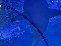 -洛阳龙门海洋馆