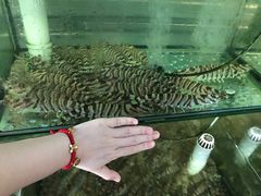 -凯华海鲜火锅·传承三十六年