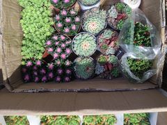 -循礼门鲜花花市(武汉循礼门店)