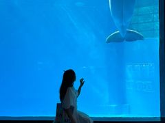 -海合安成都极地海洋公园