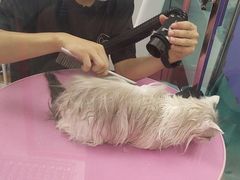 -FAELING PETS美天灵宠物(合生汇店)