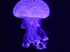 -青岛海底世界-水族馆