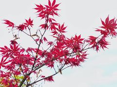 -四川大学(华西校区)