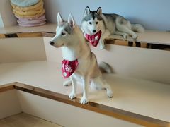 -Husky Go! 哈士奇体验馆·宠物咖啡厅狗咖