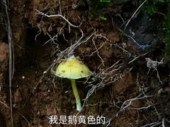-大奇山国家森林公园