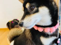 -南京Hallo宠物乐园·哈罗犬舍·柴犬繁育基地