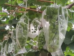 -马陆小张葡萄园农家乐