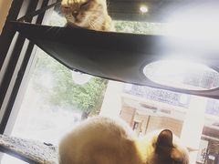 -吉丁鸟咖·异宠·寄养