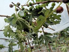 -武汉世外桃源农庄