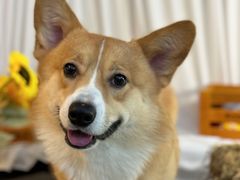 -喜洋洋宠物医院(震川路总店)