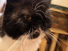 -more than meow吴止猫主题餐厅(承德 中船汇店)