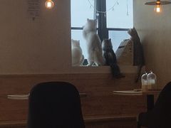 -猫腻·猫咖·撸猫馆(星光大道店)