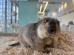 -怪兽屋·羊驼·猫咖·狗咖(俊华广场店)