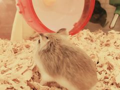 -龙猫仔乐园(惠福东路店)