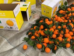 奉节脐橙-双福水果批发市场