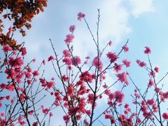 -铁山坪森林公园