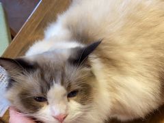 -猫猫幼稚园·撸猫·桌游·电玩