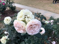 -人民公园(罗湖区)