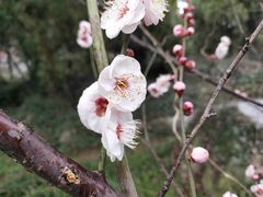 -林屋梅海青梅保护基地