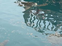 -广东惠东海龟国家级自然保护区
