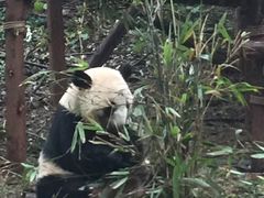 -成都大熊猫繁育研究基地
